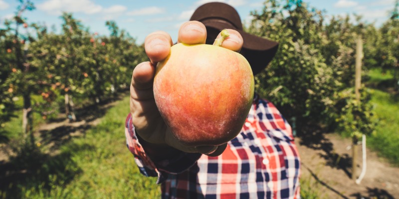 Farmer holds an apple